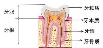 牙齒結(jié)構(gòu) 牙齒結(jié)構(gòu)